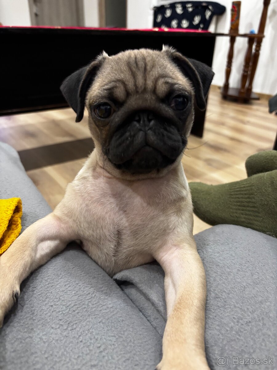 Mopslík - 14