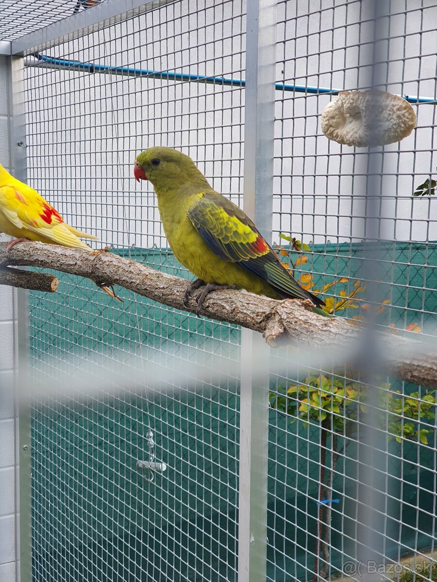 Inka,ruzovy lutino, horsky - 14