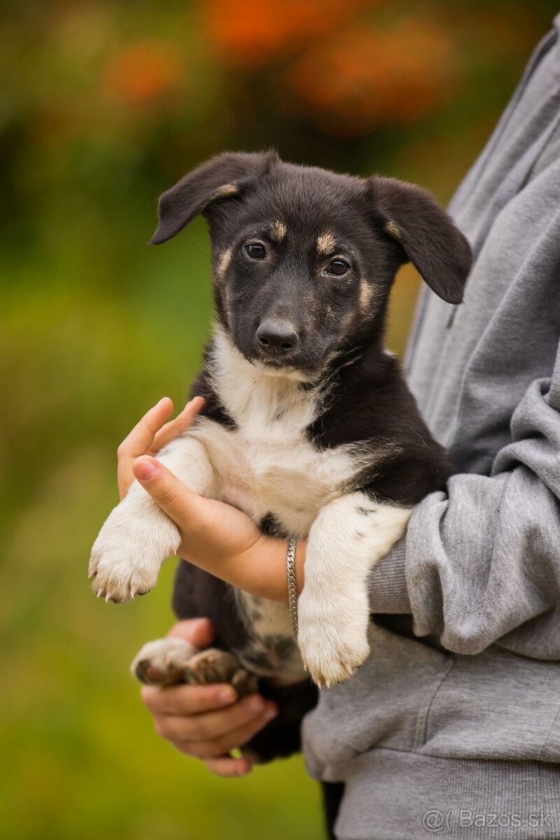 Darujem originálne šteniatka - mix husky / vlčiak / jazvečík - 14