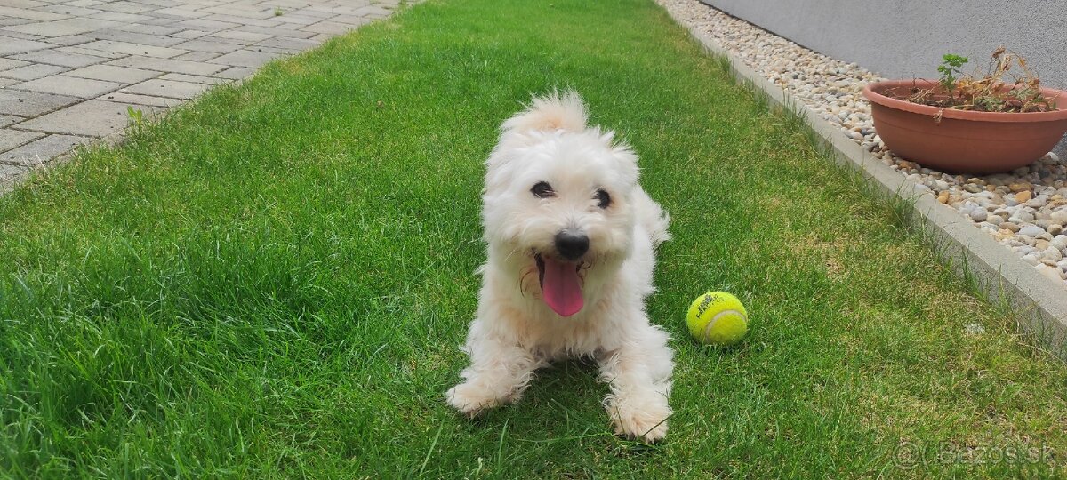 Stráženie psov - 14