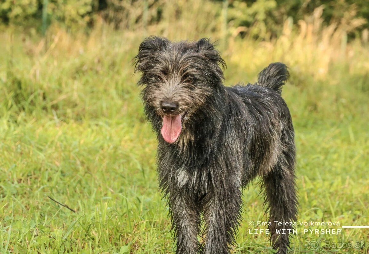 Pyrenejský ovčák - štěňátka s PP - 14