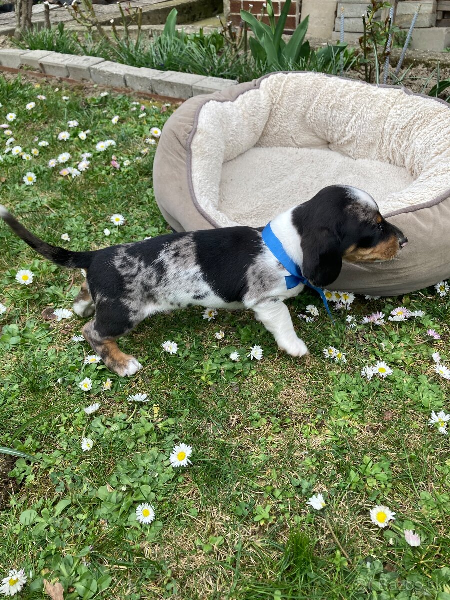 Jazvečík trpasličí krátkosrstý - 14