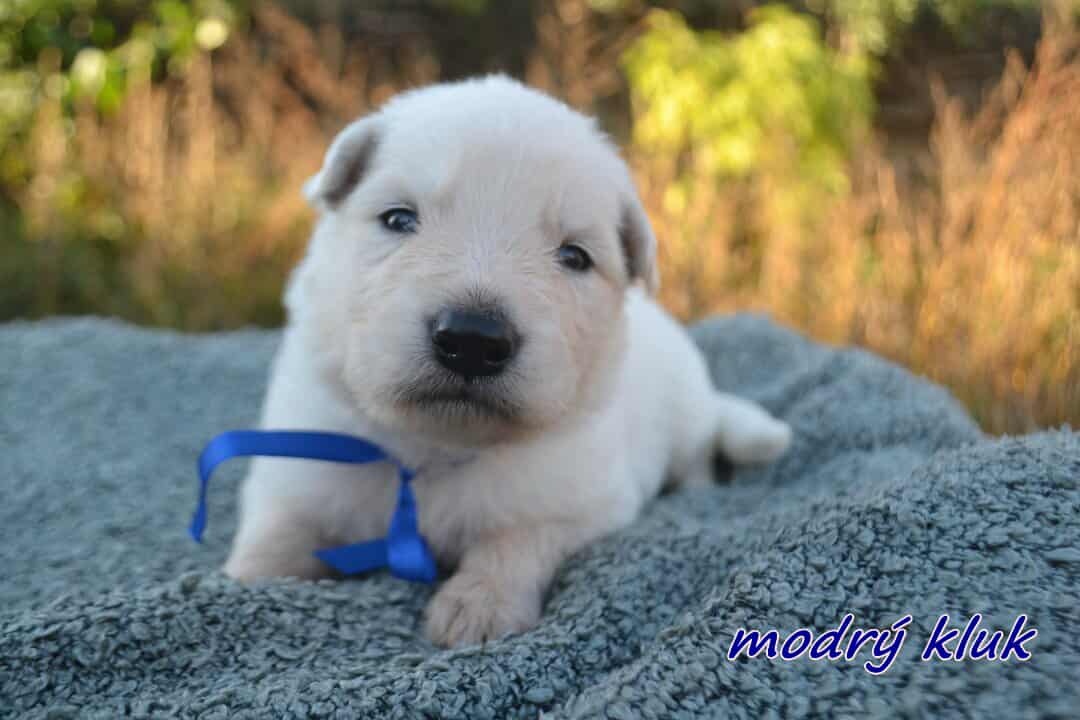 Biely švajčiarsky ovčiak , s PP - 14