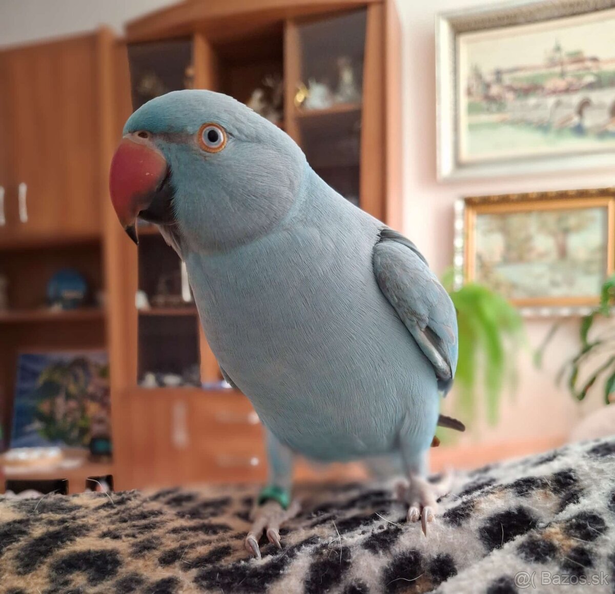 Ručne dokrmene - 14