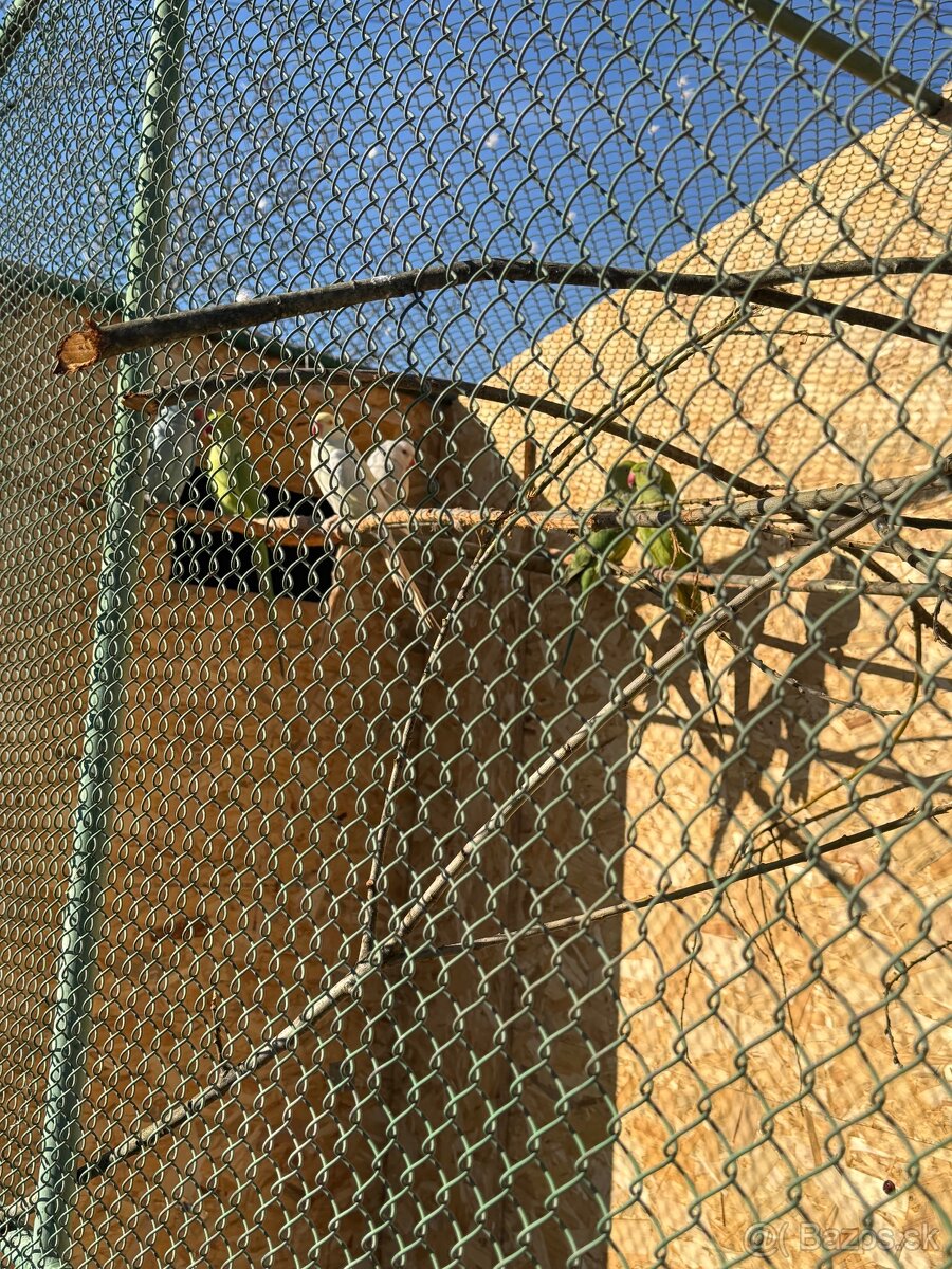 Alexandre malé , Papagáj spevavy - 14