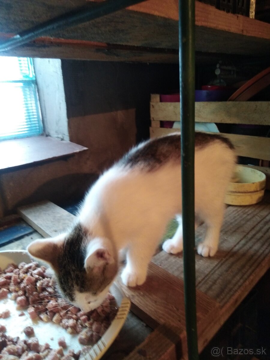 Mačka - 14