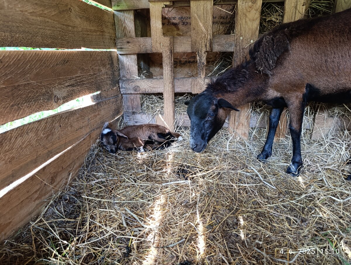 Kamerunské ovce - 14