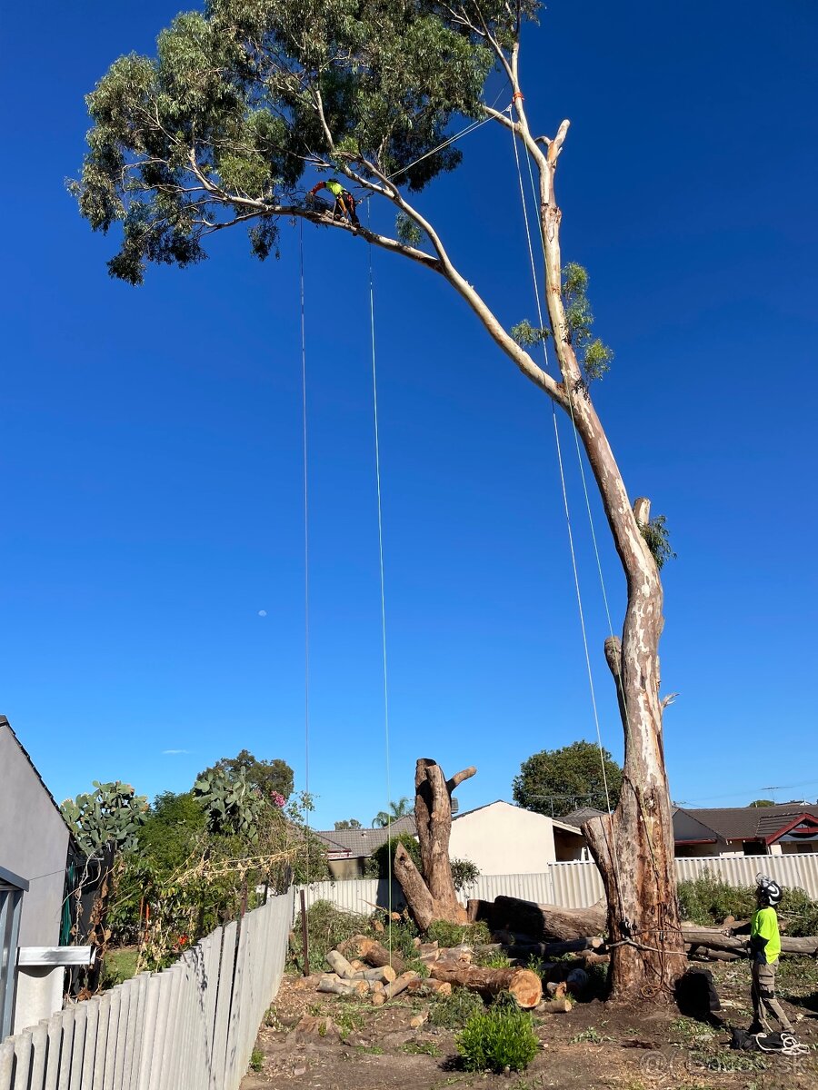 Výrub, Spiľovanie, Opilovanie, Orez stromov, Arboristika - 14