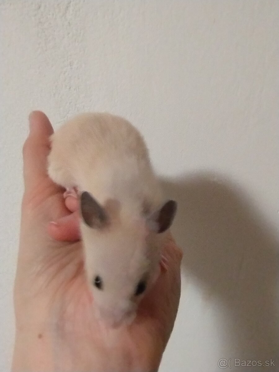 Škrečok sýrsky - 14