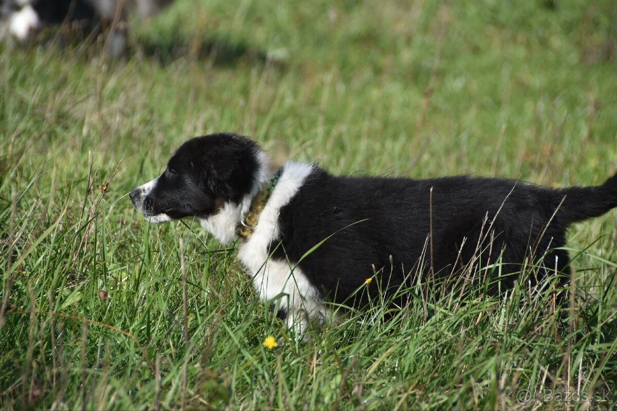 Border kólia s PP - 14