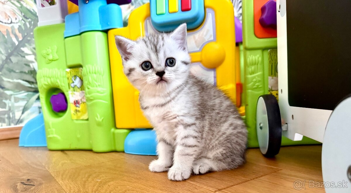 Skotska klapoucha macka, scottish straight s PP - 14