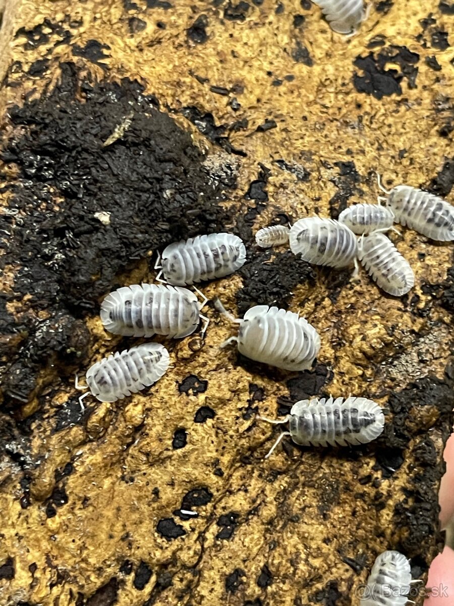 Isopody na predaj bioaktívne poklady pre tvoje terárium 🐛🌿 - 14