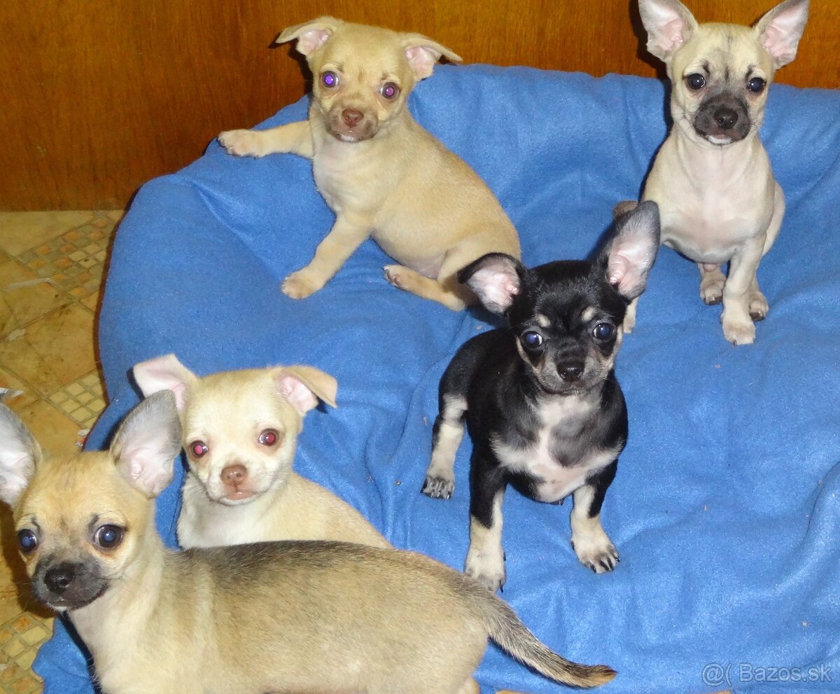 čivava krátkosrstá - 14