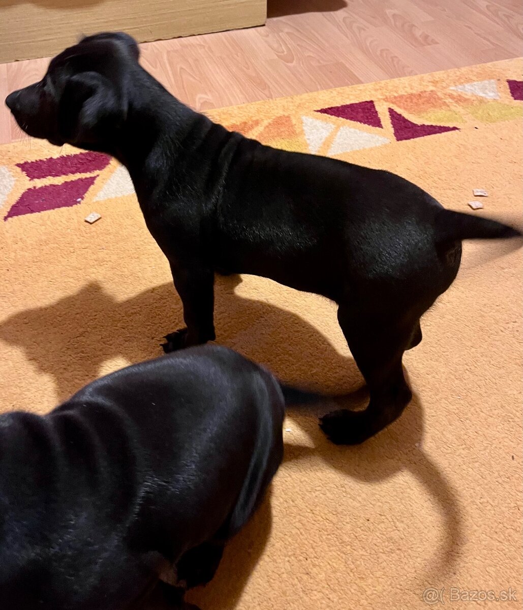 Steniatka labradora - 14