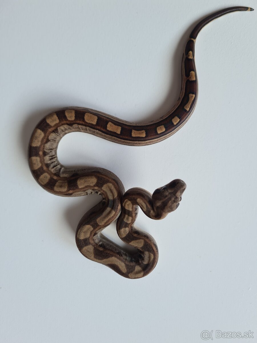 Veľhad Královský-Boa Constrictor tohto ročné - 14