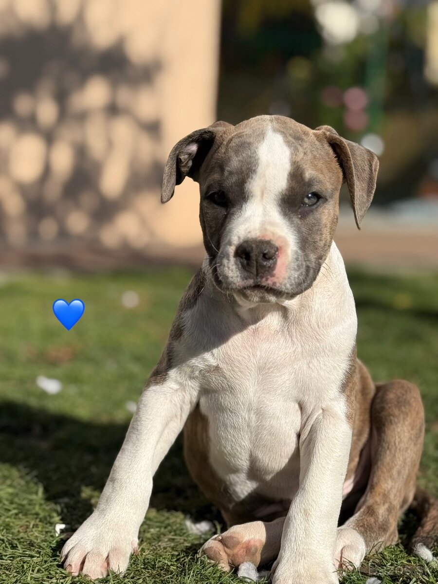 Americký stafordšírsky teriér s PP - 14