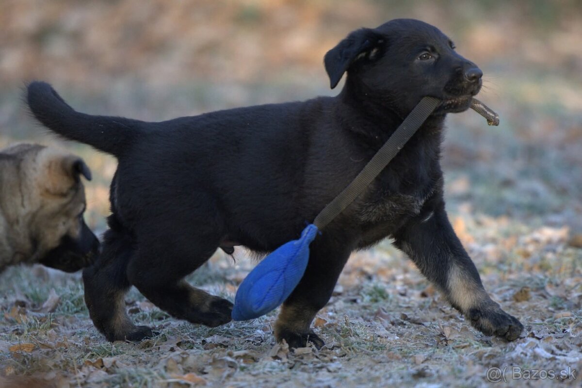 Nemecký ovčiak psík s PP - 14