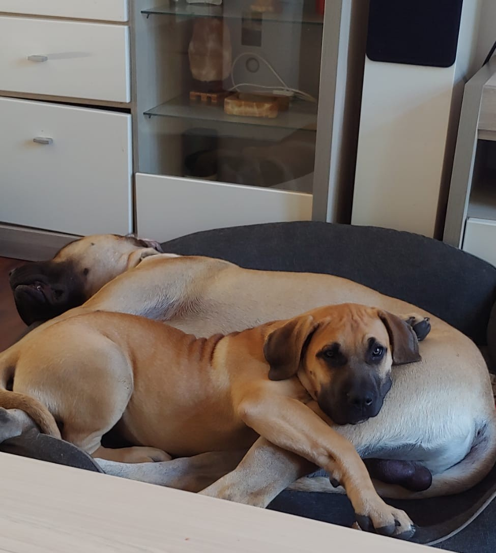 Krásna fenecka Kanárska Doga / Presa Canario s PP - 14