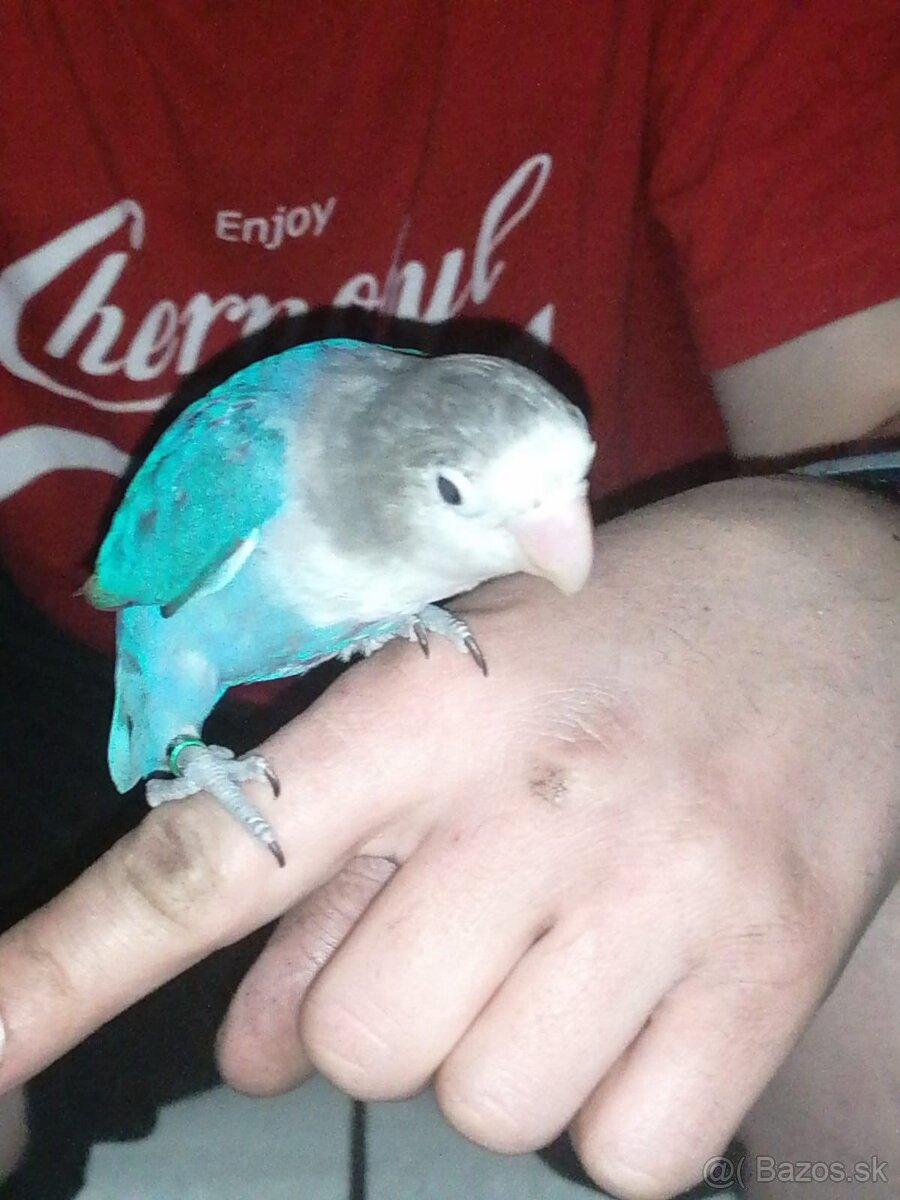 Agapornis fischeri - 14