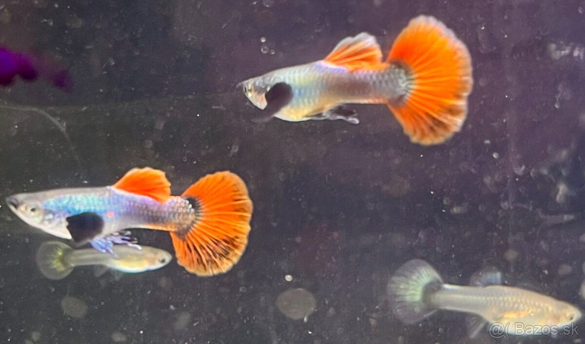 Guppy_čisté formy - 14