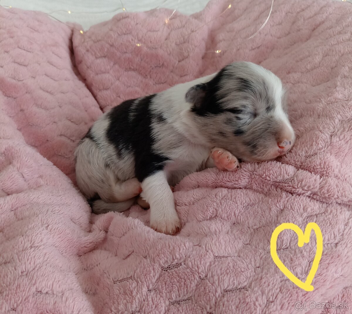 Border kólia s PP - 14