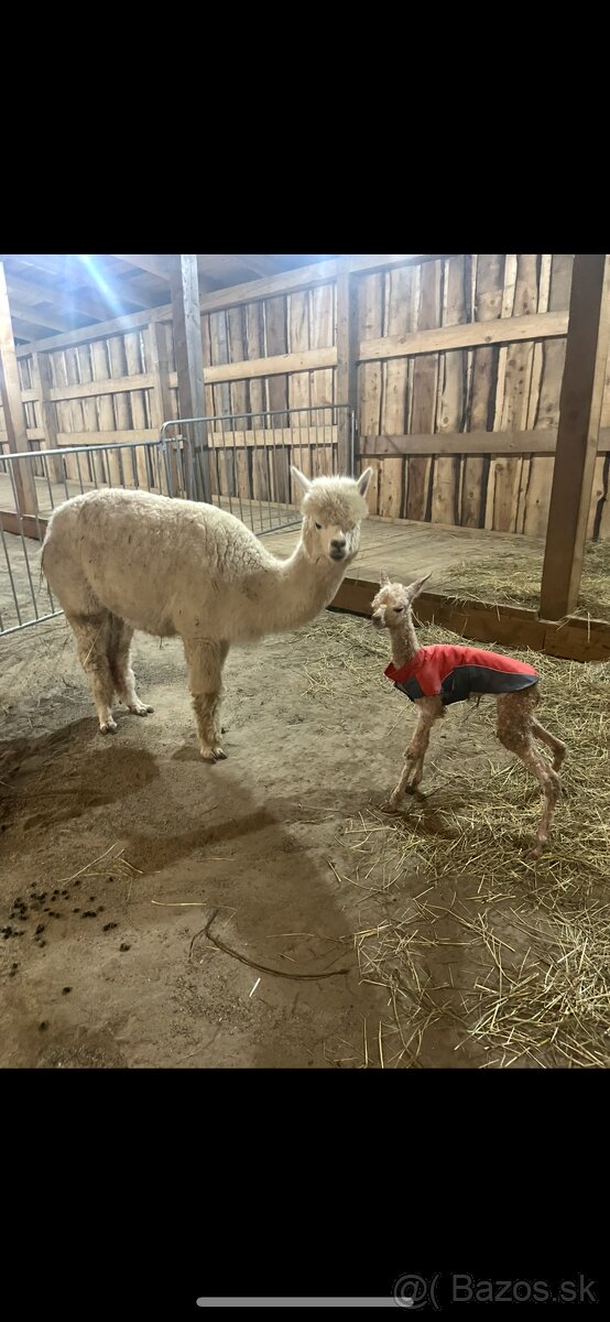 Lama Alpaka 2 samičky - 14