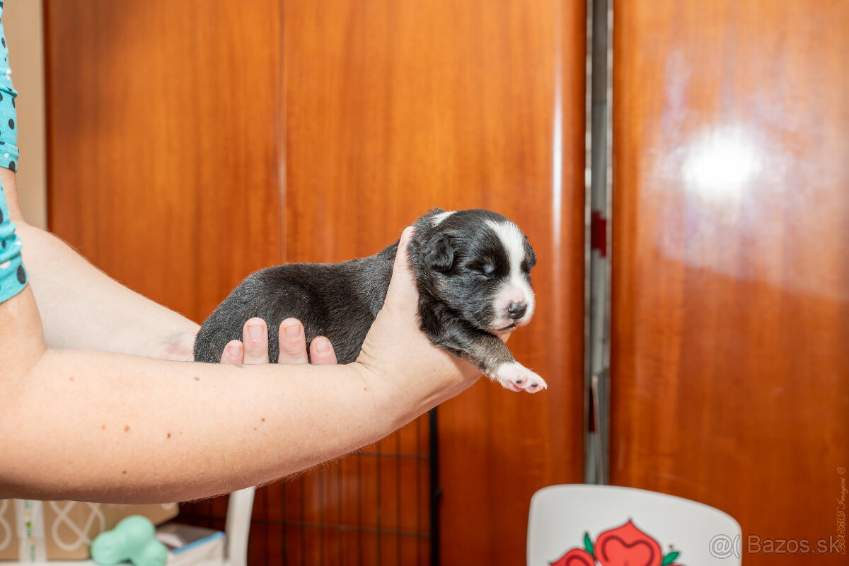 Šteniatká Border Kólia s PP, Border Kolia - 14