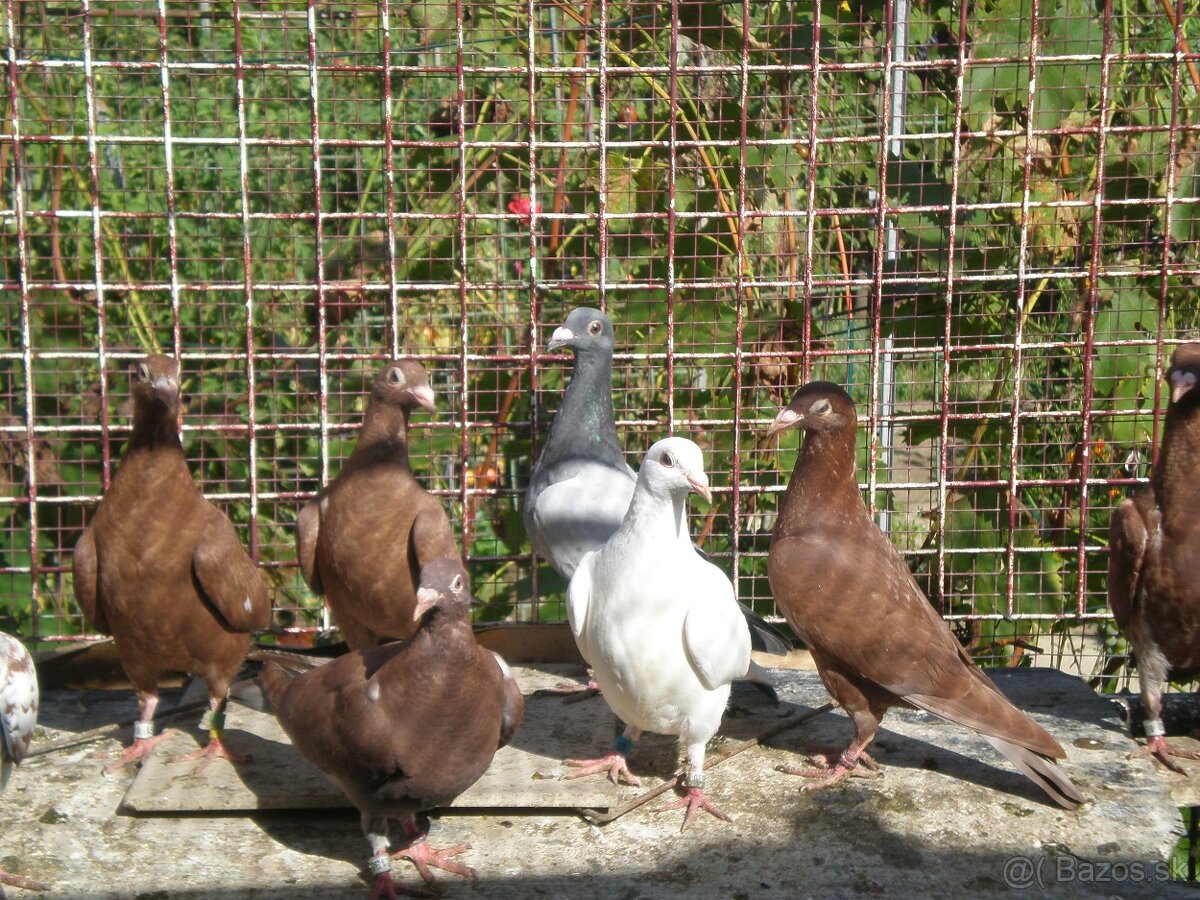 Predám poštové holuby Meulemans - 14