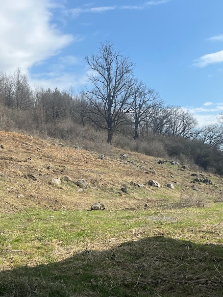Predaj zrubu s pozemkami na farmársku usadlosť v Zvolenskej - 14
