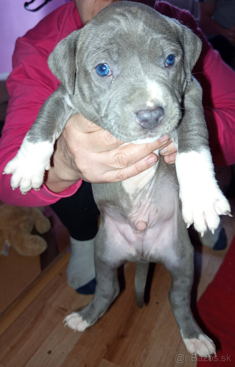 americky staforshier terrier - 14