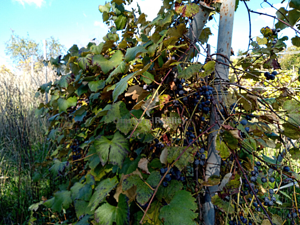 Stavebný, oplotený a slnečný pozemok s vinicou - obec Janík - 14