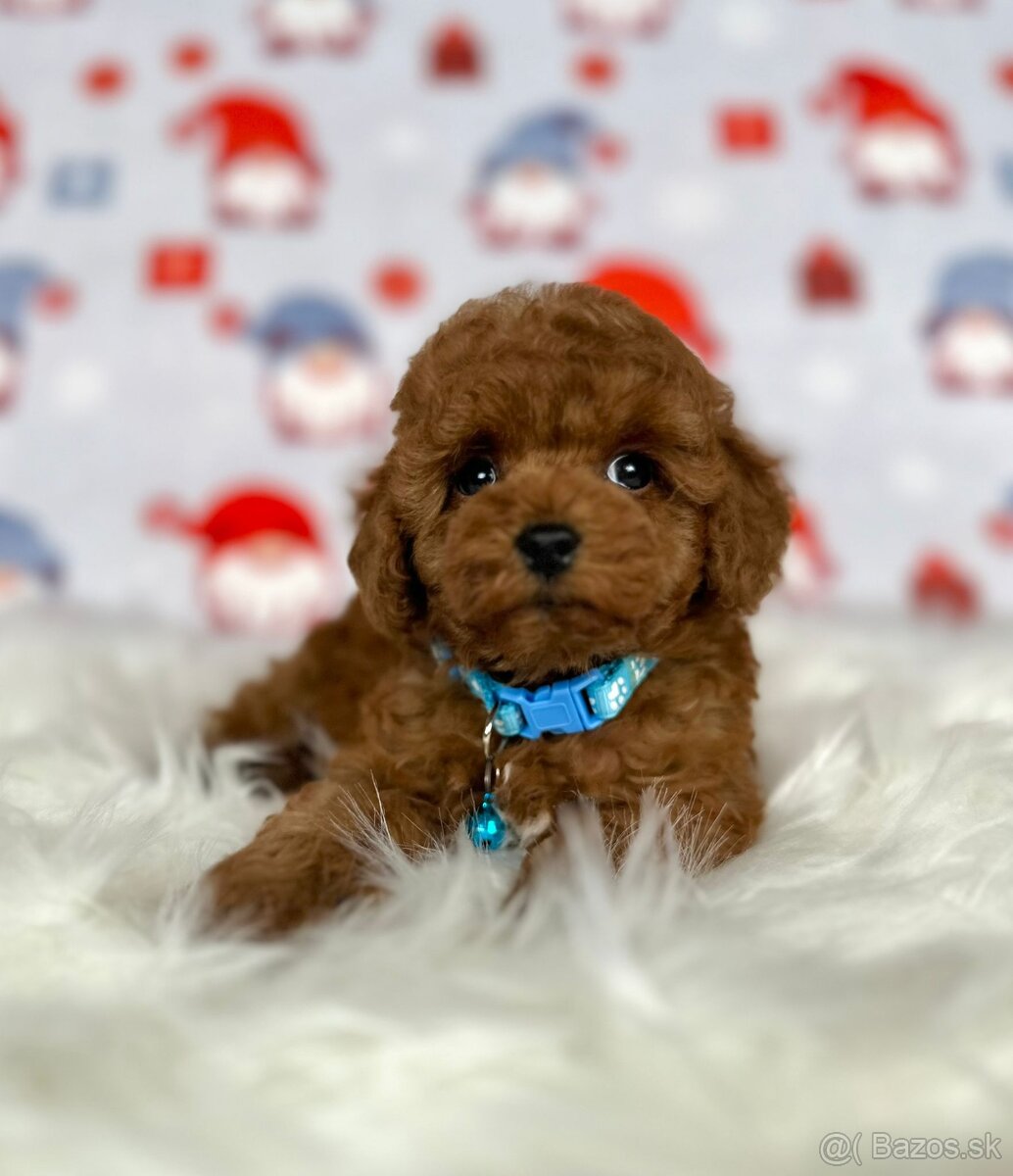 Pudel toy / Pudlík toy - CHOCOLATE psíček - 14