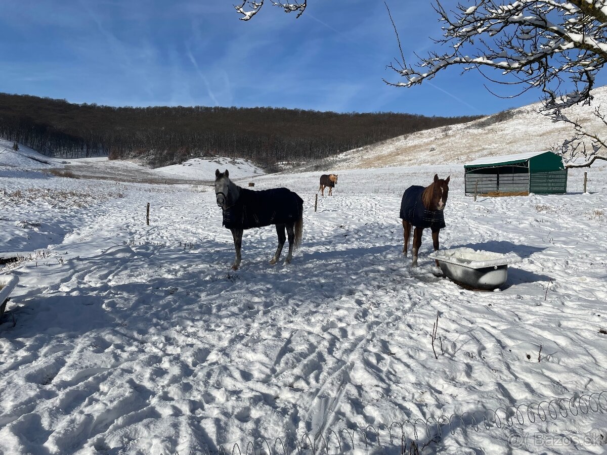 Ustajnenie koní - 14