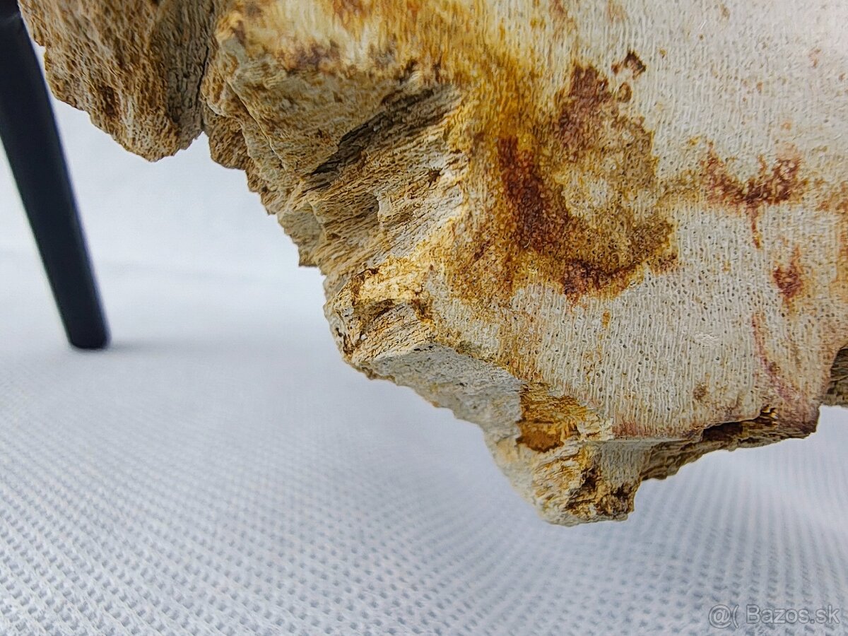Výnimočný kus zkamenelého dreva – 23 mil rokov stará - 14