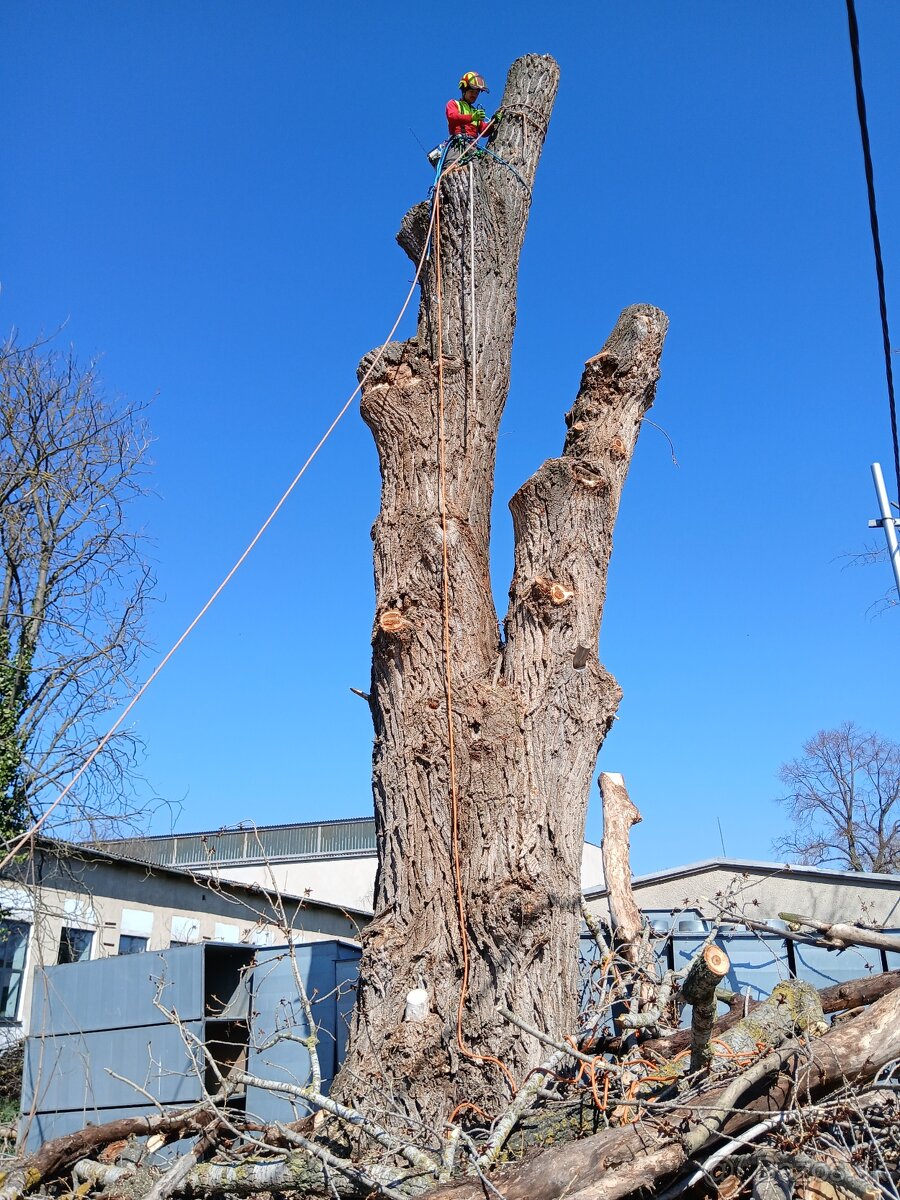 Arboristika, rizikové výruby a orezy stromov - 14