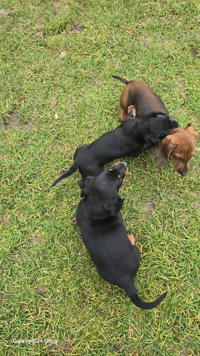 Jazvecik kratkosrsti. - 14