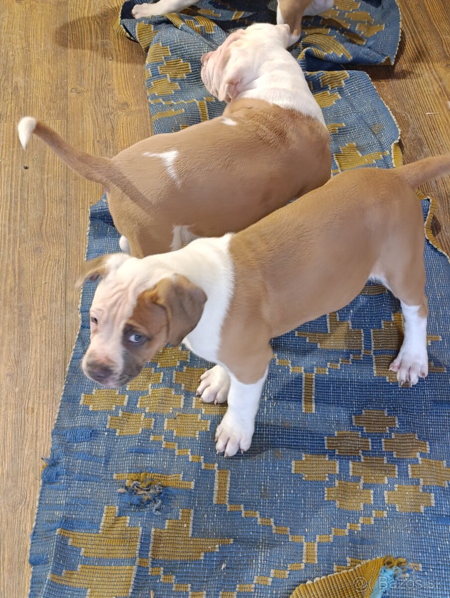 American Bully XL - 14