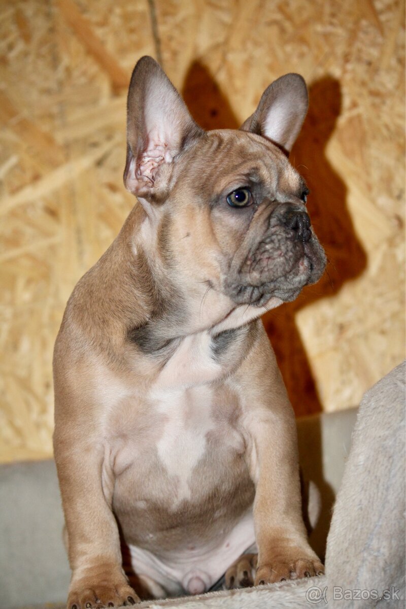 Francúzsky buldoček s PP - 14