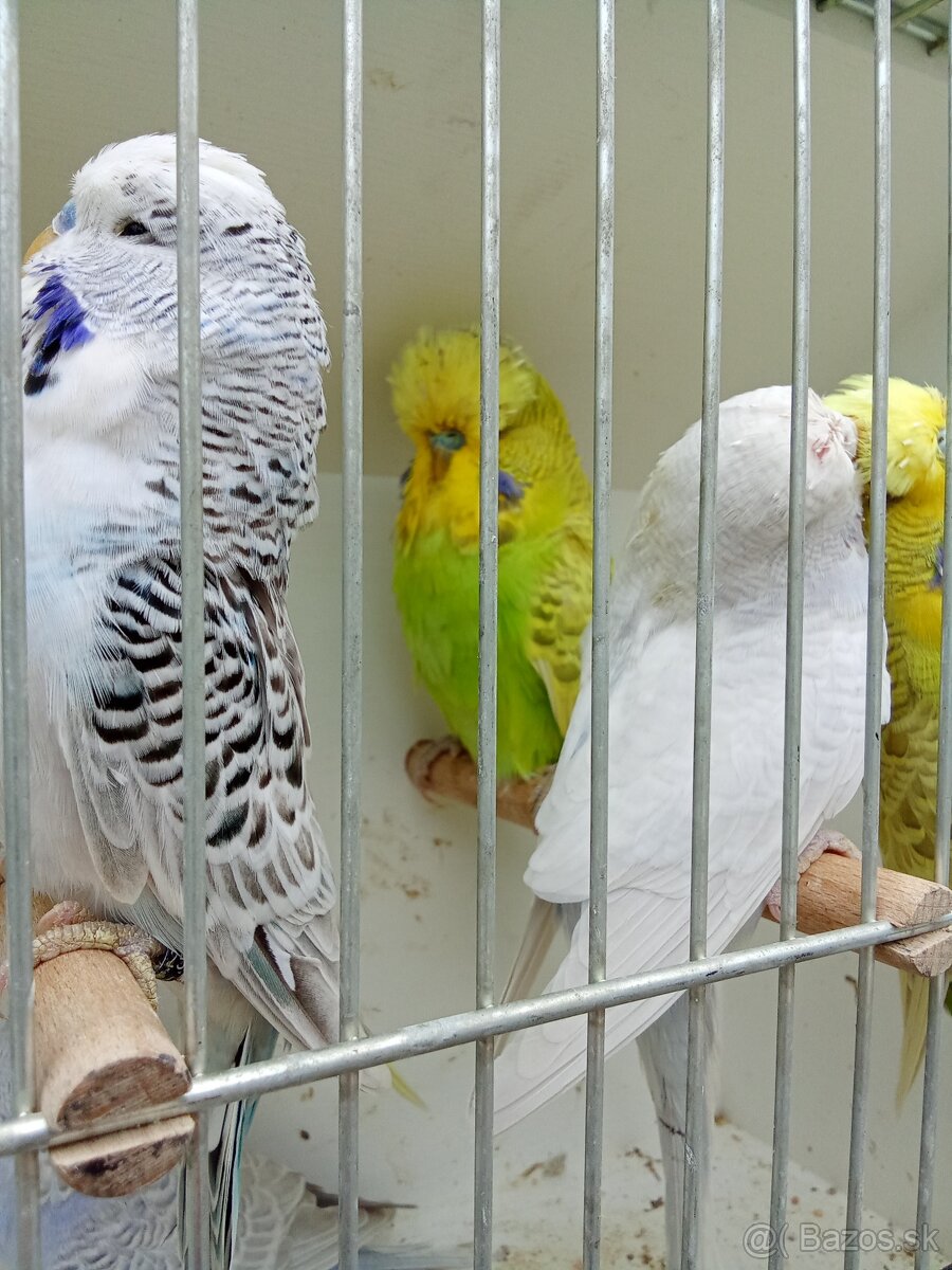 Vystavne andulky,duhove andulky - 14