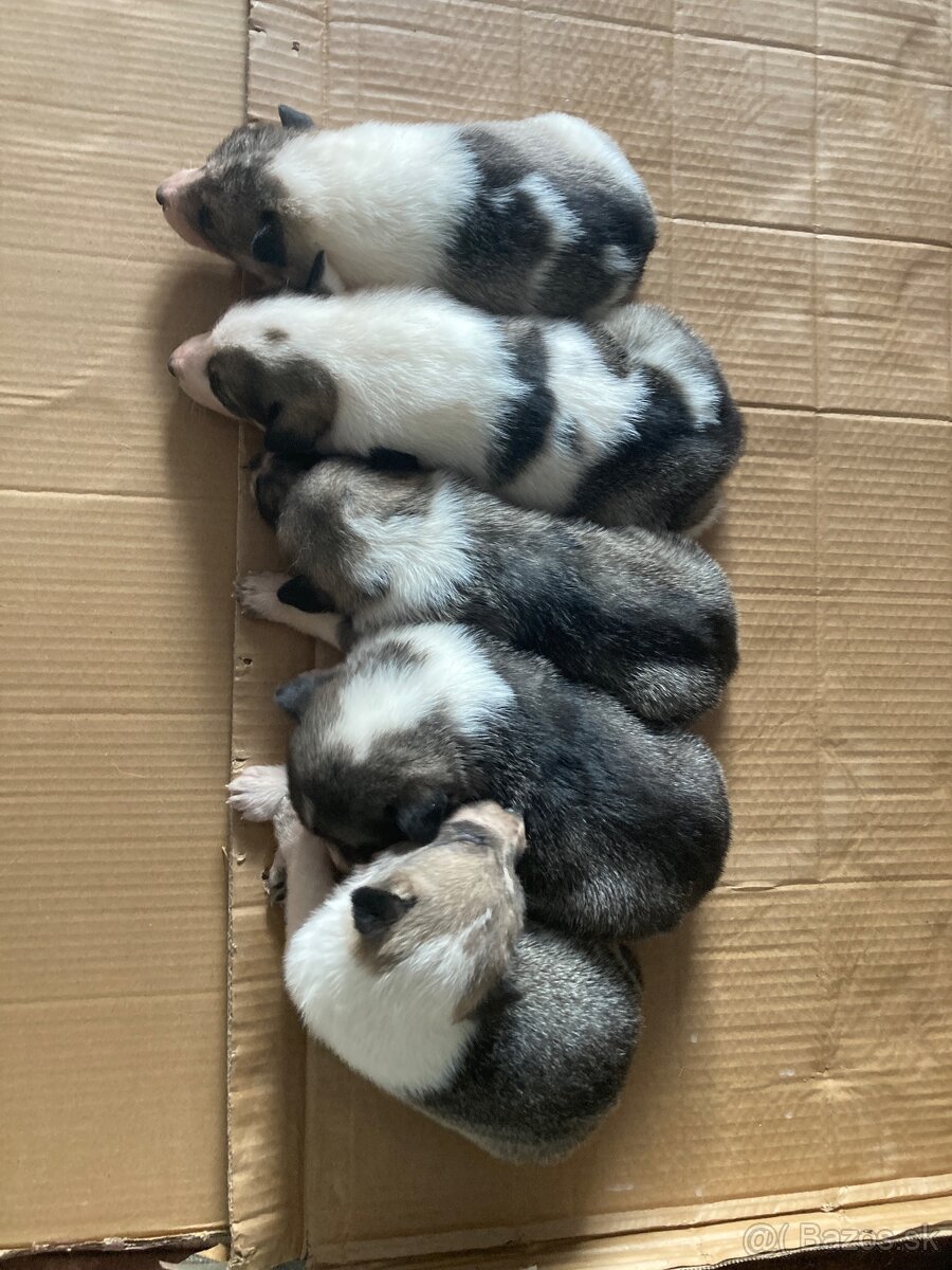 Západosibírska Lajka - 14