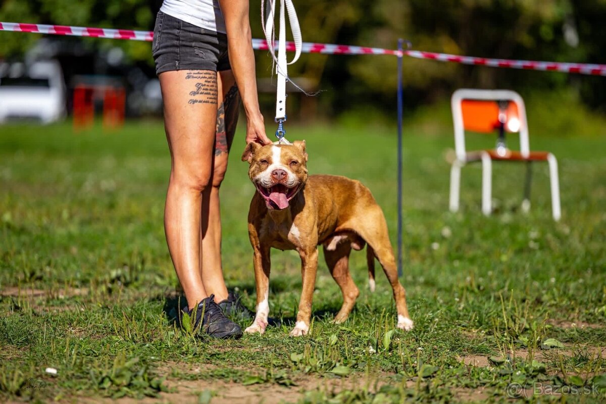 Americky pitbull terier - 14