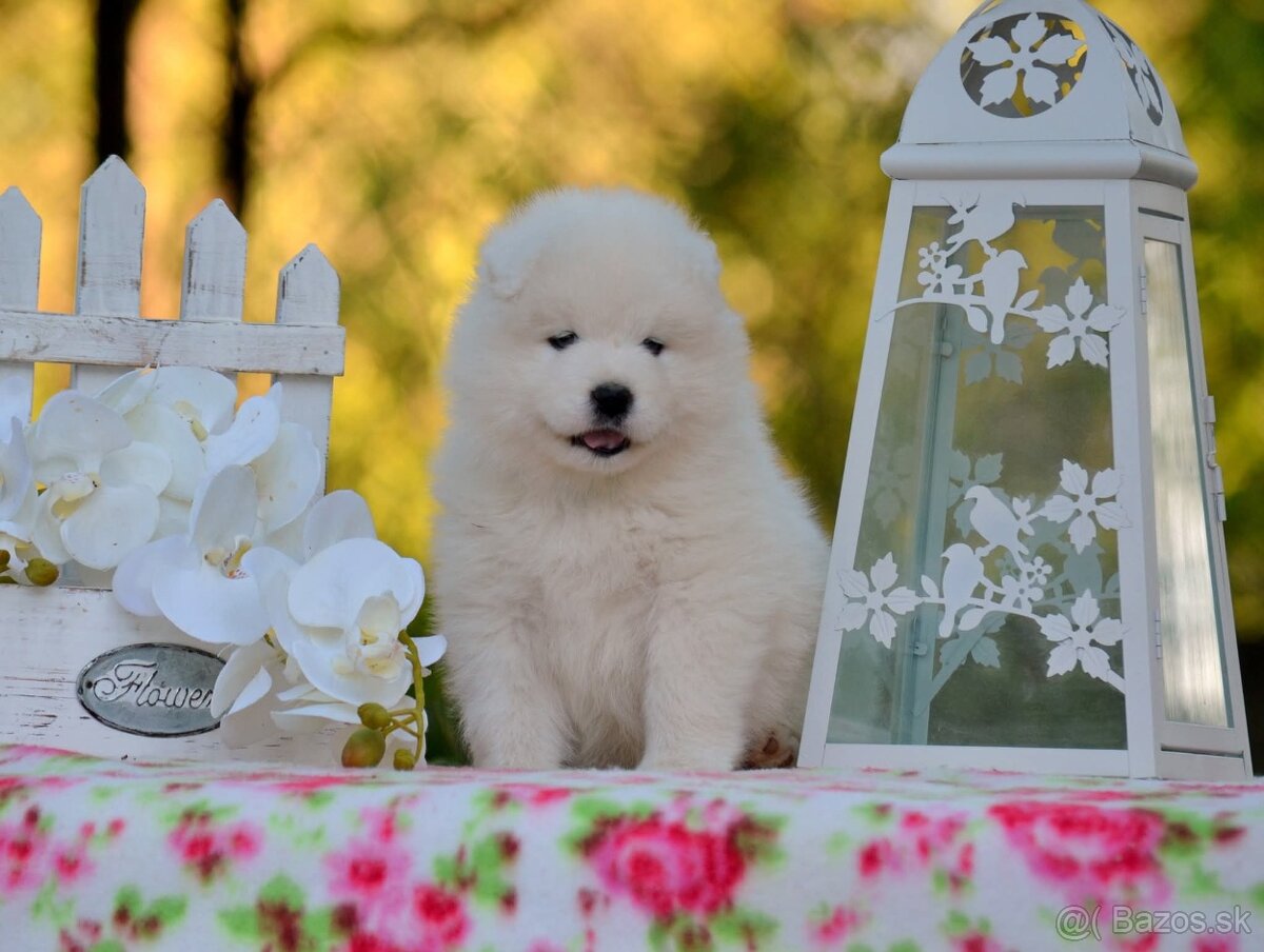 Samojed s PP LA TORRE ROJA - 14