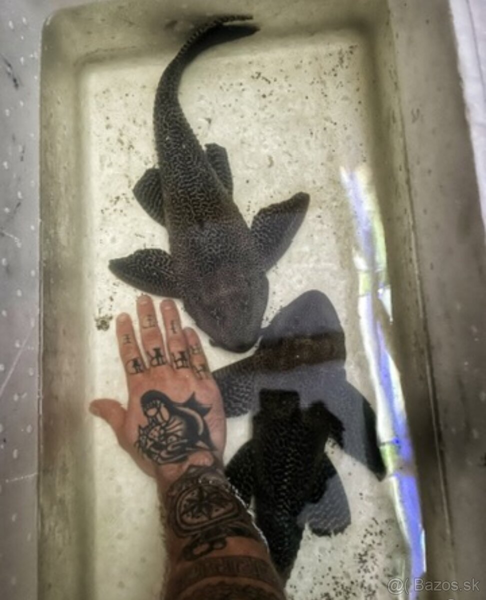 Predám akvárium komplet - 14