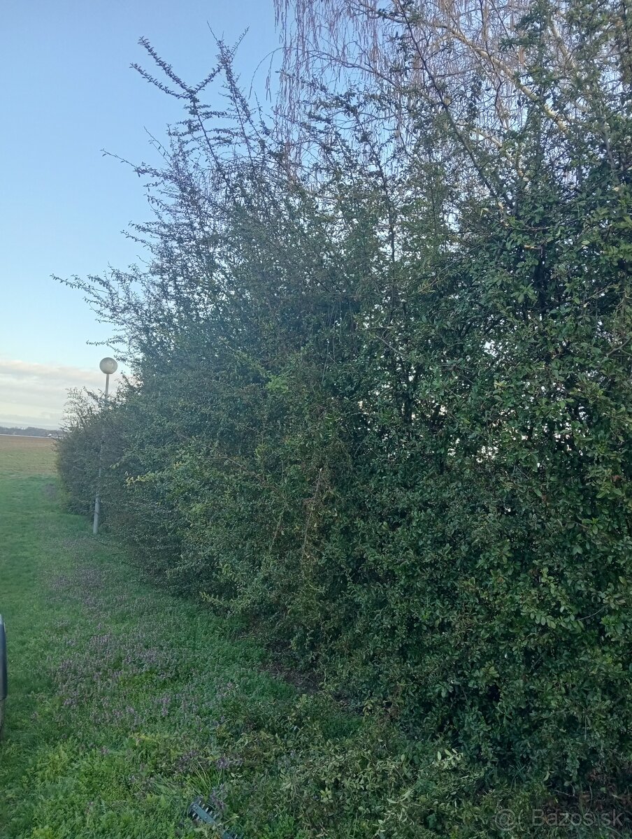 Ponúkame kosenie pozemkov - 14