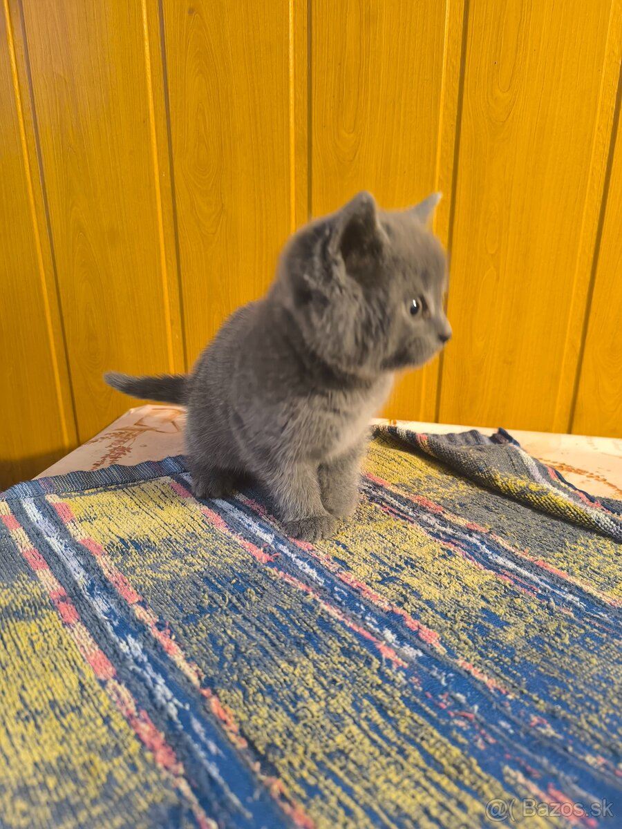 Britská modrá mačička - 14