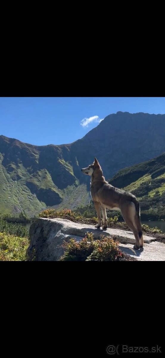 Saarloosov vlčiak - 14