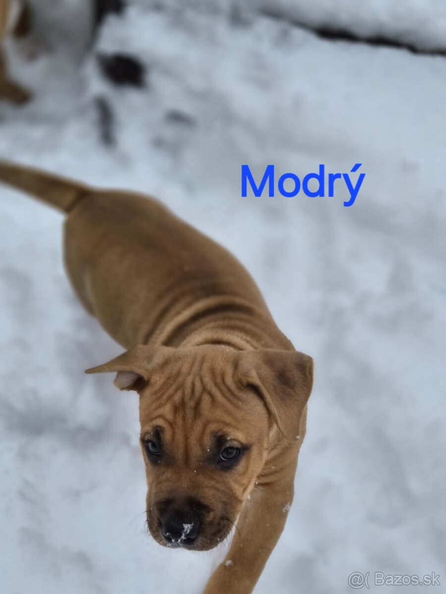 Americký stafordširský teriér - 14