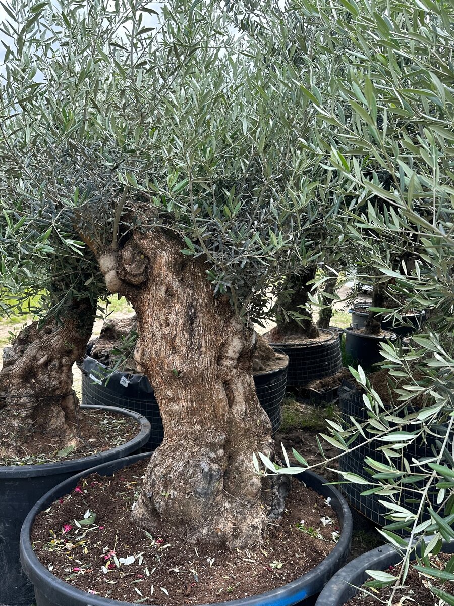 Predám Olivy Bonsai - 14