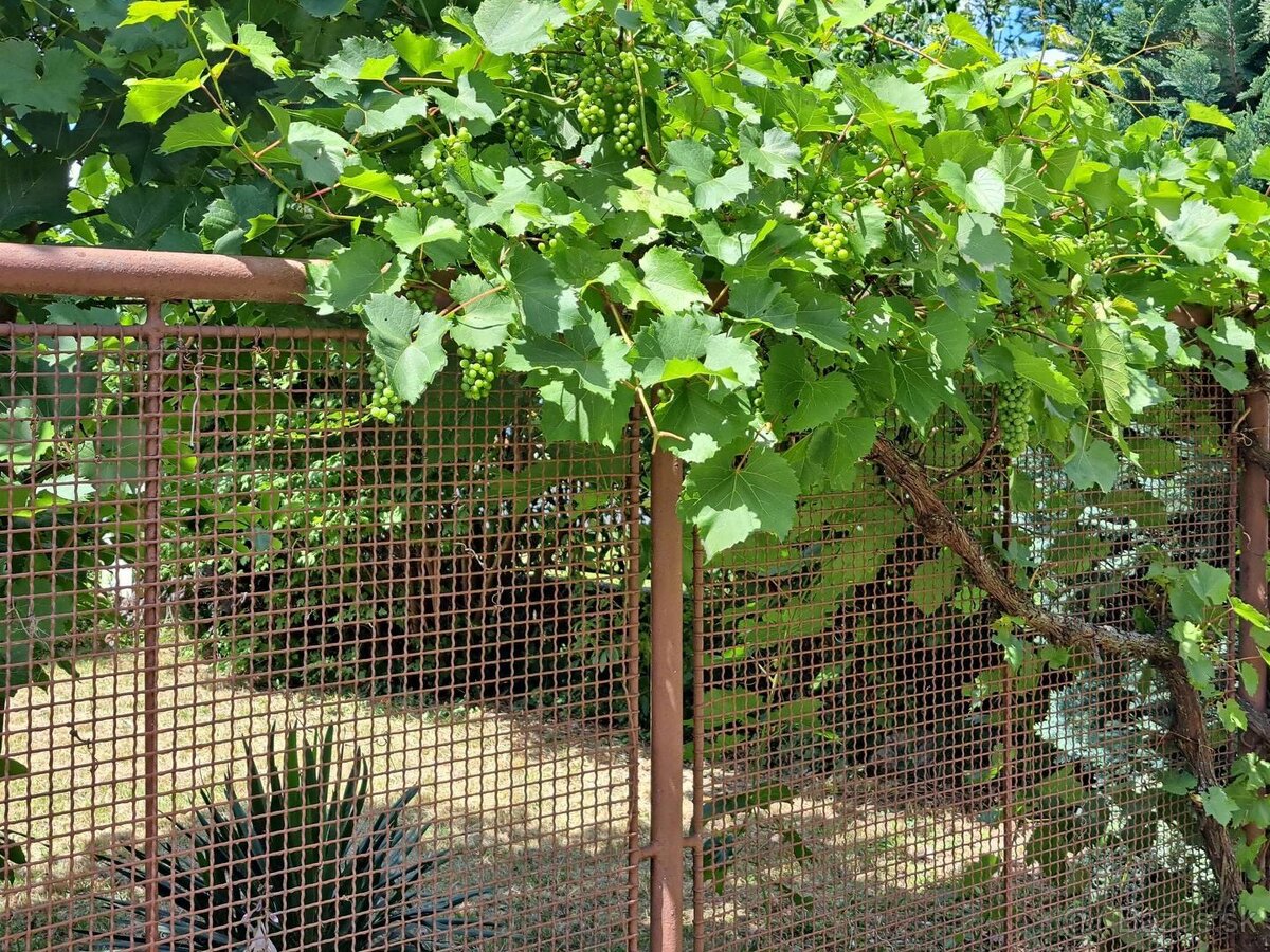 Predaj domu Nitrianske Hrnčiarovce - 14