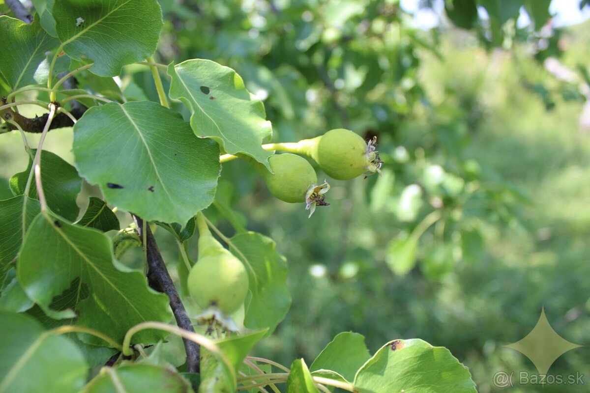 Priestranná chalupa na rekonštrukciu s vyše 30-árovým pozemk - 14